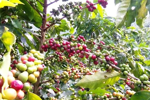 Cà phê Sơn La: Ứng dụng công nghệ, nâng tầm thương hiệu, chinh phục thị trường trong nước và quốc tế
